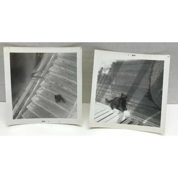 Lazy Black Cat on Old Porch and Steps Vintage Photographs 1950's Lot of 2 Kitten - Picture 1 of 7